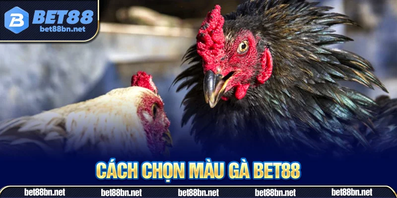 Ý nghĩa của cách chọn màu gà mà bạn cần biết