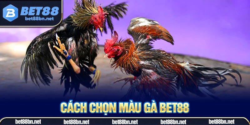Cách chọn màu gà với bộ lông ngũ sắc
