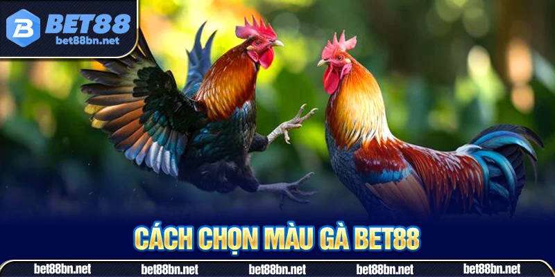 Bí quyết chọn màu gà thông qua chân của chiến kê